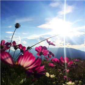 timg (1).jpg timg (1).jpg